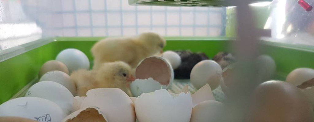 Liahnutie kurciat cimuka PD